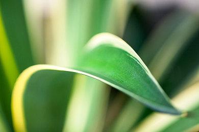 流浪猫模拟器《Copycat》现已上线Steam 2022年推出